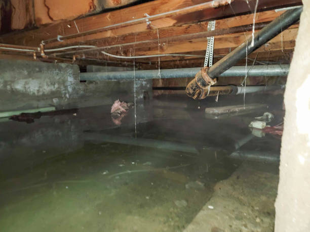 Best Basement water damage restoration  in Baudette, MN